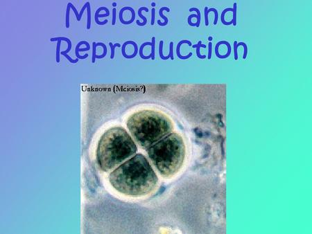 Meiosis and Reproduction