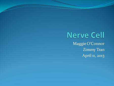 Maggie O’Connor Zimmy Tran April 11, 2013. Nerve Cell Neuron Composed of billions of neurons The main portion is called the soma or cell body 1 Cell body.