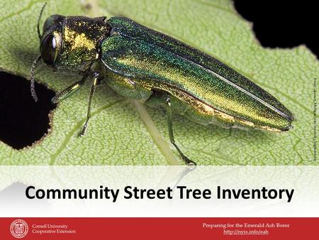 Preparing for the Emerald Ash Borer  Community Street Tree Inventory David Cappaert, Michigan State University, bugwood.org.