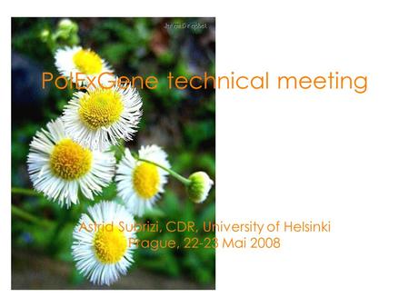 PolExGene technical meeting Astrid Subrizi, CDR, University of Helsinki Prague, 22-23 Mai 2008.