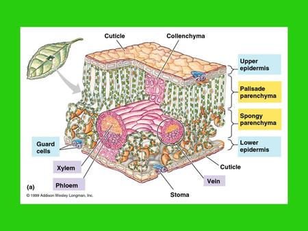 Light Reaction of Photosynthesis -occurs in thylakoid (“stacks of paper plates”) -thylakoids found in chloroplast.