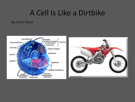 A Cell Is Like a Dirtbike