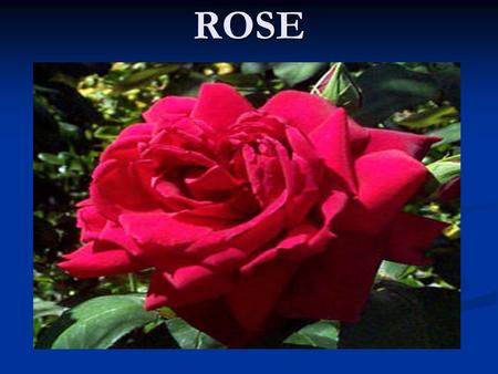 ROSE. USES OF ROSE is used for making perfumes is used for making perfumes Gulkand Gulkand Rose water Rose water For decoration For decoration Garlands.