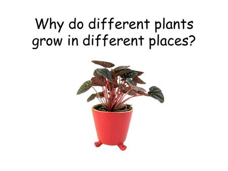 Why do different plants grow in different places?