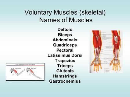 Voluntary Muscles (skeletal) Names of Muscles