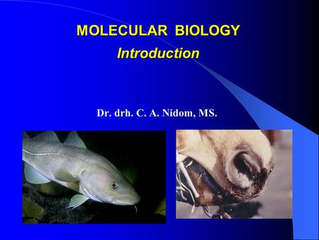 MOLECULAR BIOLOGY Introduction Dr. drh. C. A. Nidom, MS.