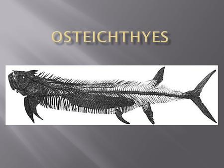 Osteichthyes.