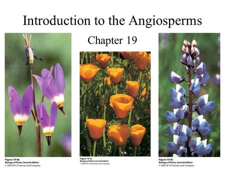 Introduction to the Angiosperms