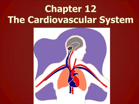 Chapter 12 The Cardiovascular System