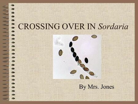 CROSSING OVER IN Sordaria