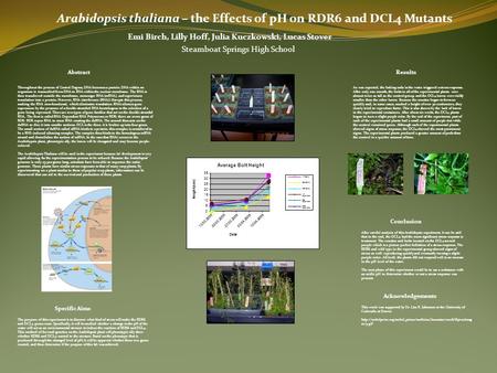 Emi Birch, Lilly Hoff, Julia Kuczkowski, Lucas Stover Arabidopsis thaliana – the Effects of pH on RDR6 and DCL4 Mutants Steamboat Springs High School Throughout.