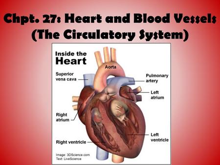 Chpt. 27: Heart and Blood Vessels (The Circulatory System)