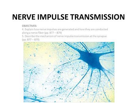 NERVE IMPULSE TRANSMISSION