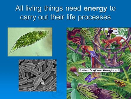 All living things need energy to carry out their life processes