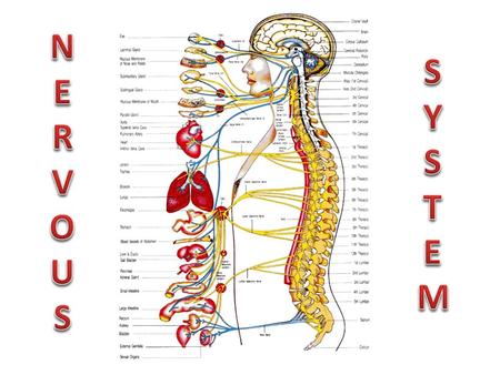 NERVOUS SYSTEM.