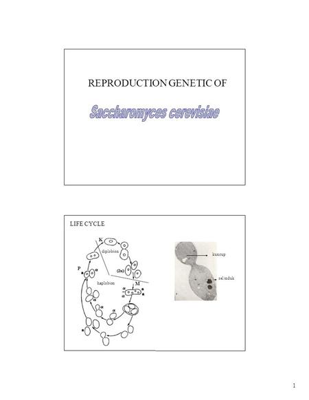 1 diplobion haplobion M kuncup P sel induk REPRODUCTION GENETIC OF LIFE CYCLE K.