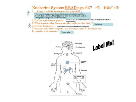 Label Me! Endocrine System READ pgs )