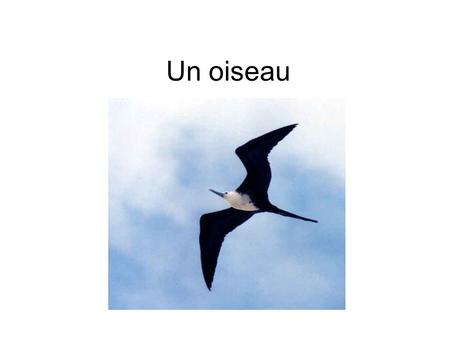 Un oiseau.