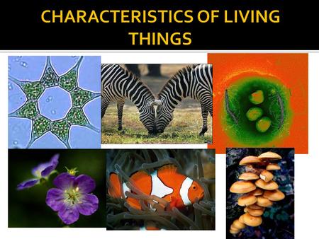 CHARACTERISTICS OF LIVING THINGS