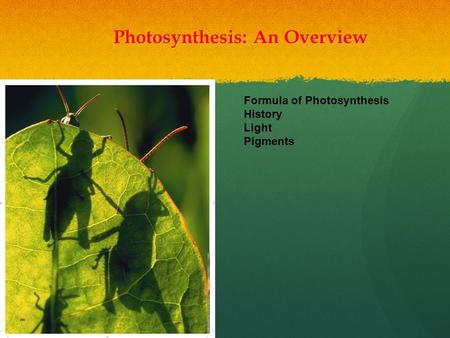 Photosynthesis: An Overview