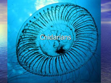 Cnidarians.