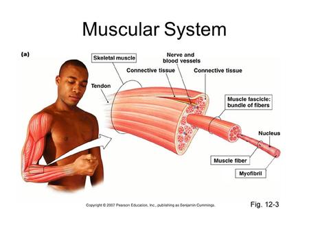 Muscular System.