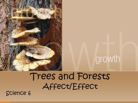 Trees and Forests Affect/Effect Science 6. How Do Trees Affect a Forest? They break the wind and with less air movement, there is less drying. They shade.