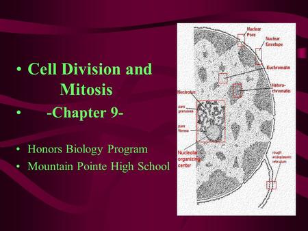 Cell Division and Mitosis