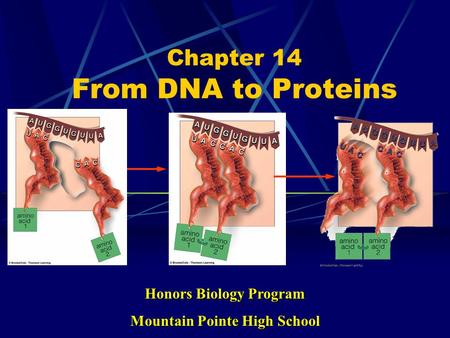 Chapter 14 From DNA to Proteins