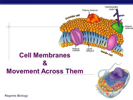 Cell Membranes & Movement Across Them