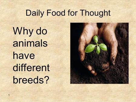 Daily Food for Thought 1 Why do animals have different breeds?