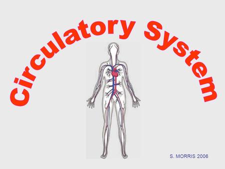 Circulatory System S. MORRIS 2006.