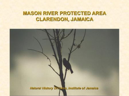 MASON RIVER PROTECTED AREA CLARENDON, JAMAICA