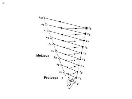 4.1 Protozoa Metazoa. 4.2 Fertilized egg Two-cell stage (cleavage begins) Four-cell stage Eight-cell stage Radial Cleavage Spiral Cleavage.