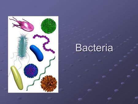 Bacteria.