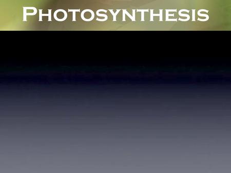 Photosynthesis.