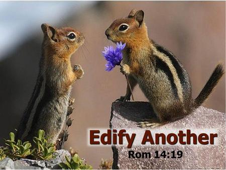 “Edify Another” As we come closer to the end of the age and the completion of the Bride, the words of the Apostle Paul gain greater meaning as we become.