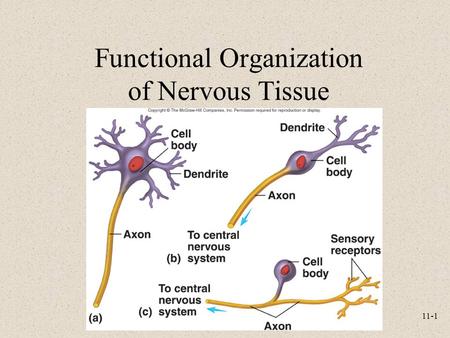 Functional Organization of Nervous Tissue