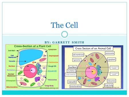 The Cell by: Garrett smith.