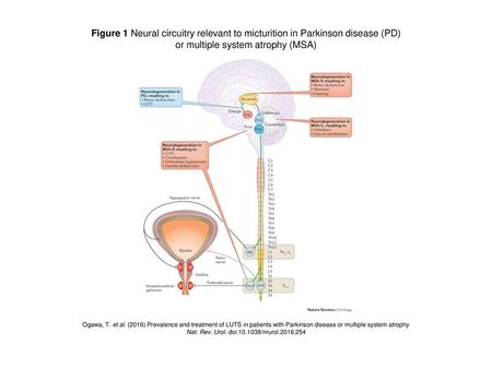 or multiple system atrophy (MSA)