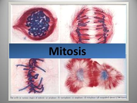 Mitosis.