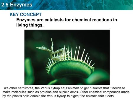 KEY CONCEPT Enzymes are catalysts for chemical reactions in living things. Like other carnivores, the Venus flytrap eats animals to get nutrients that.