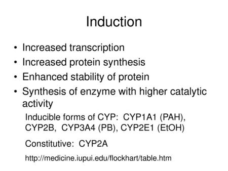 Induction Increased transcription Increased protein synthesis