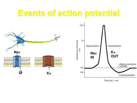 Events of action potential