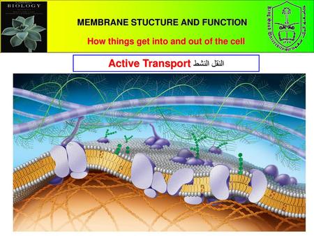 MEMBRANE STUCTURE AND FUNCTION How things get into and out of the cell