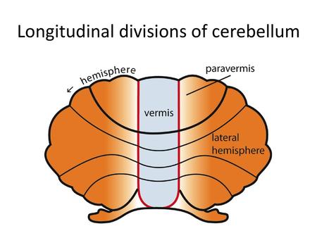 Longitudinal divisions of cerebellum