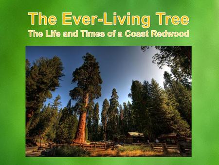 The Life and Times of a Coast Redwood