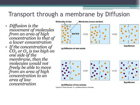 Transport through a membrane by Diffusion