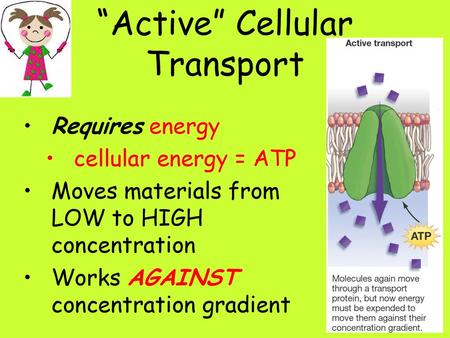 “Active” Cellular Transport