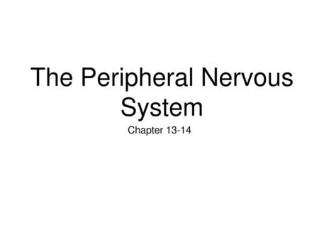 The Peripheral Nervous System